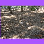 Barking at Birds.JPG